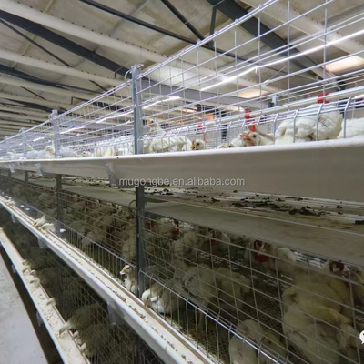 H Type Automatic Broiler Chicken Cage with Hot Dip Galvanized Steel