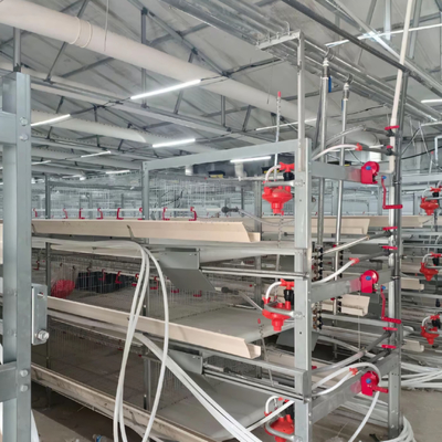 Long Lasting H Type Broiler Chicken Cage for High Yield Production