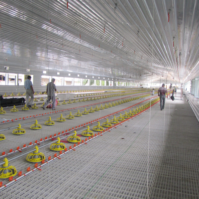 Wholesale Poultry Floor System with Automatic Feeders and Drinkers