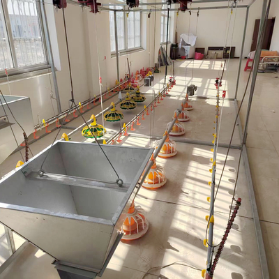 Long Lasting Chicken Floor System for Broiler Production